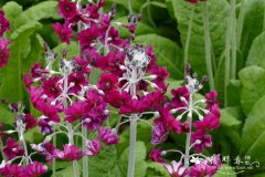 粉被灯台报春Primula pulverulenta