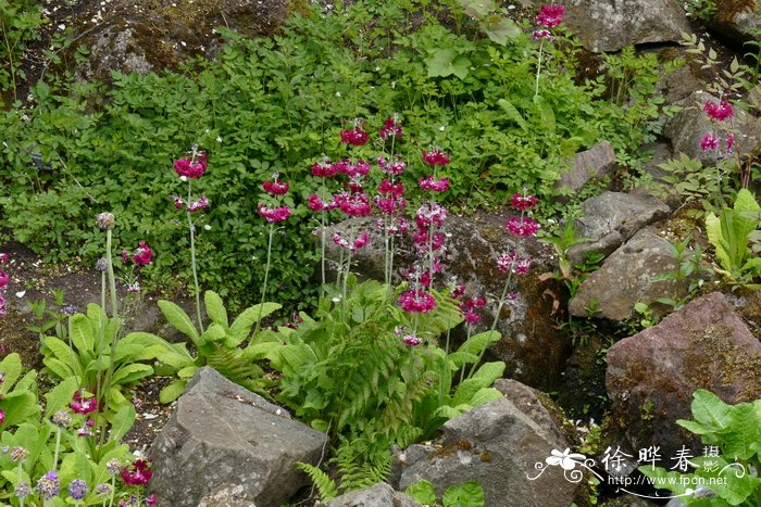 粉被灯台报春Primula pulverulenta