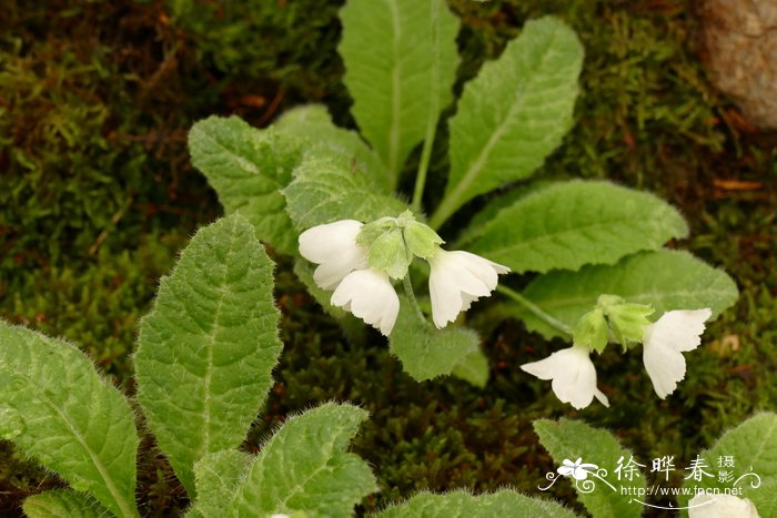 雷氏报春Primula reidii