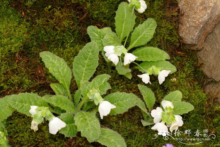 雷氏报春Primula reidii