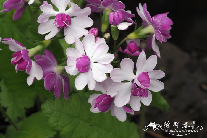 '小町'樱草Primula sieboldii 'Hana-komachi'