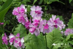 樱草的品种Primula sieboldii 'Iso-botan'