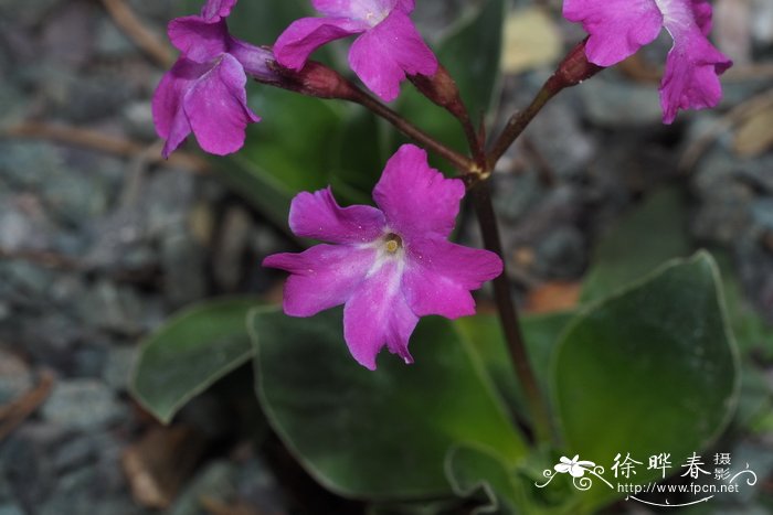 美丽报春Primula spectabilis