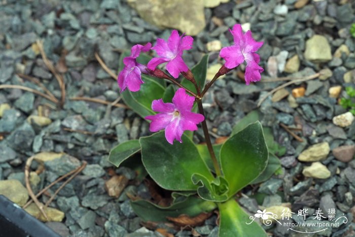 美丽报春Primula spectabilis