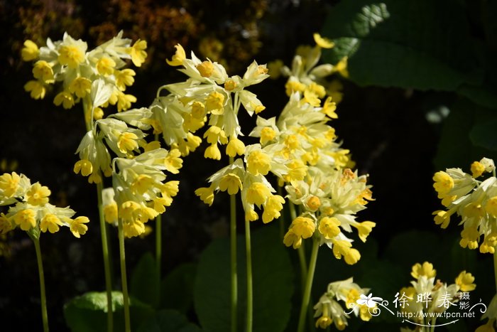 硕萼报春Primula veris subsp. macrocalyx