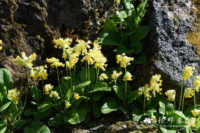 硕萼报春Primula veris subsp. macrocalyx