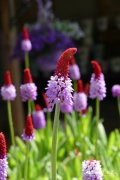 高穗花报春Primula vialii