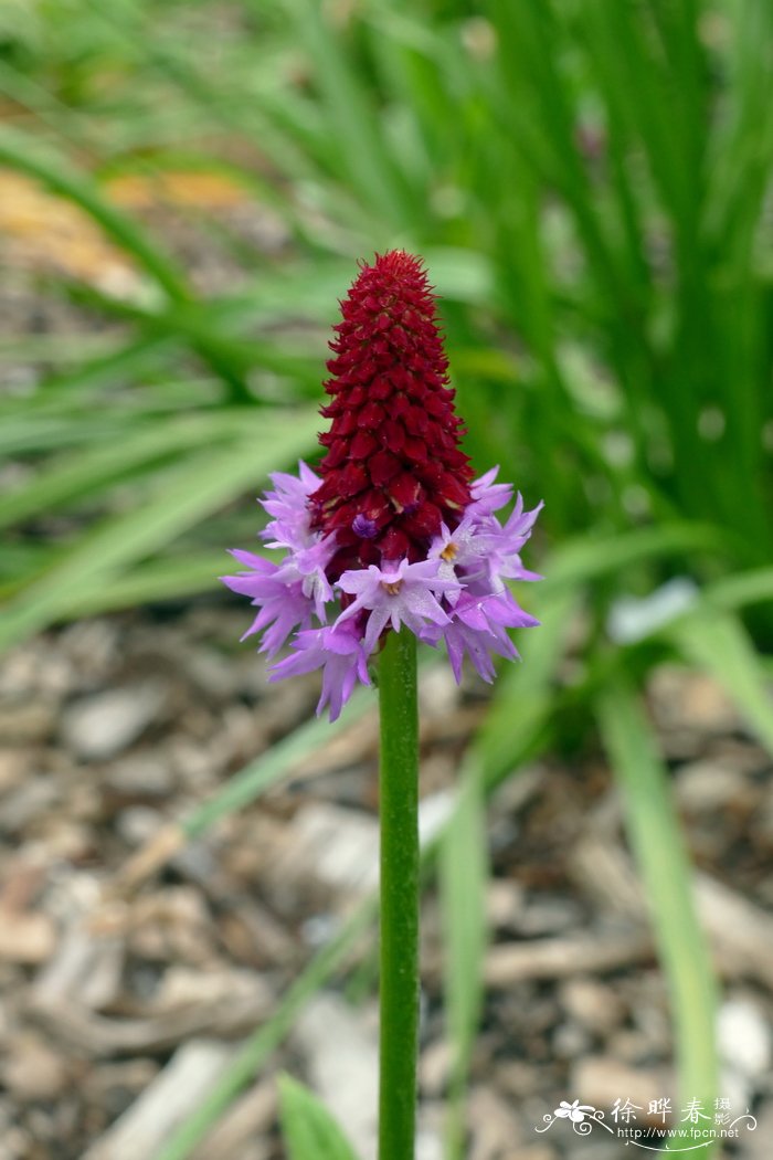 高穗花报春Primula vialii