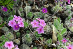 报春花点地梅Androsace sarmentosa subsp. primuloides