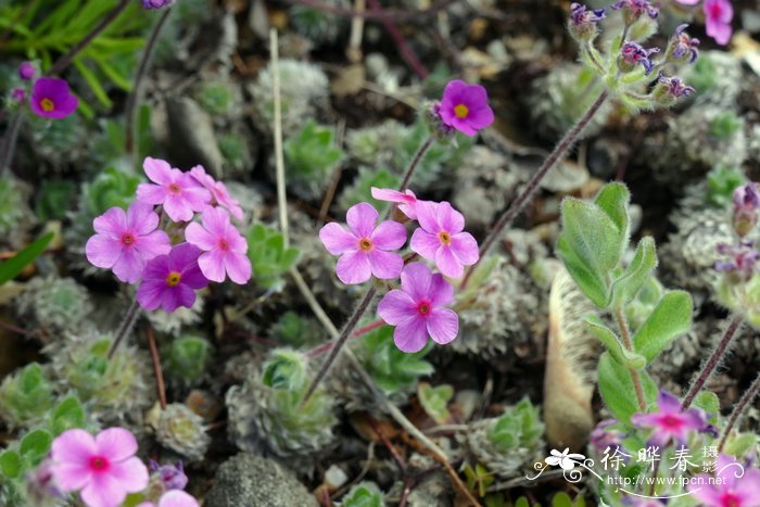 报春花点地梅Androsace sarmentosa subsp. primuloides