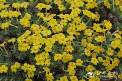 Dionysia aretioides