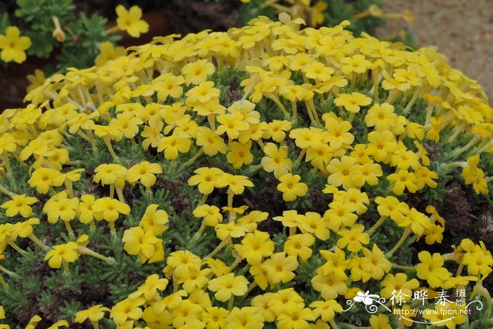 Dionysia aretioides