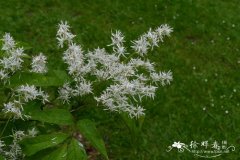 棉毛梣 Fraxinus lanuginosa