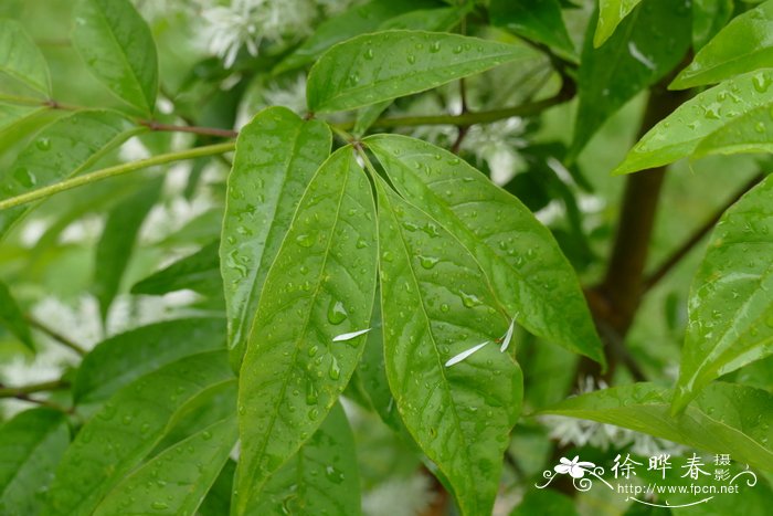 棉毛梣 Fraxinus lanuginosa