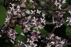 小叶巧玲花Syringa pubescens subsp. microphylla