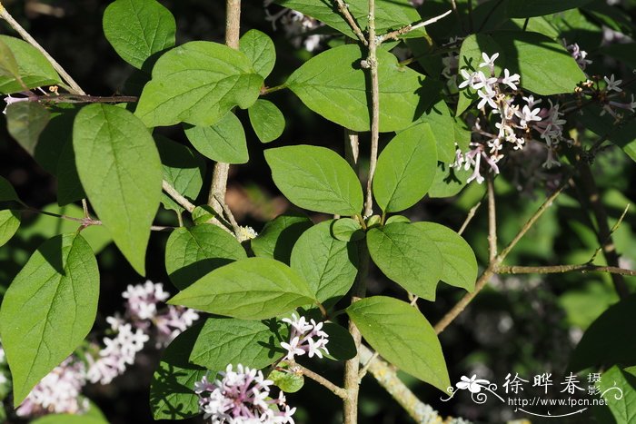 小叶巧玲花Syringa pubescens subsp. microphylla