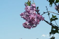 '卢瓦'风信子花丁香Syringa hyacinthiflora 'Louvois'