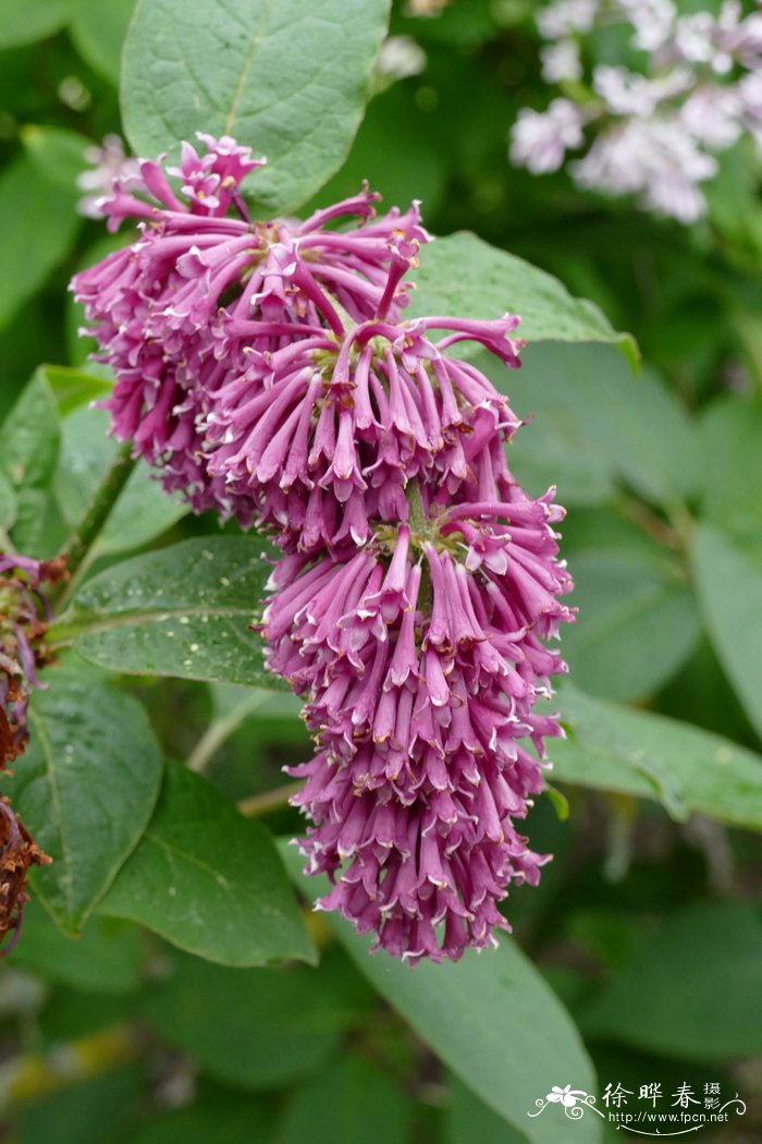 西蜀丁香Syringa komarowii