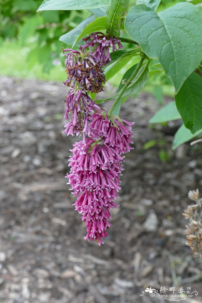 西蜀丁香Syringa komarowii