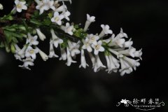 羽叶丁香Syringa pinnatifolia