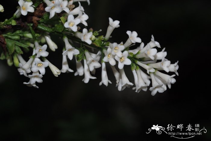 羽叶丁香Syringa pinnatifolia