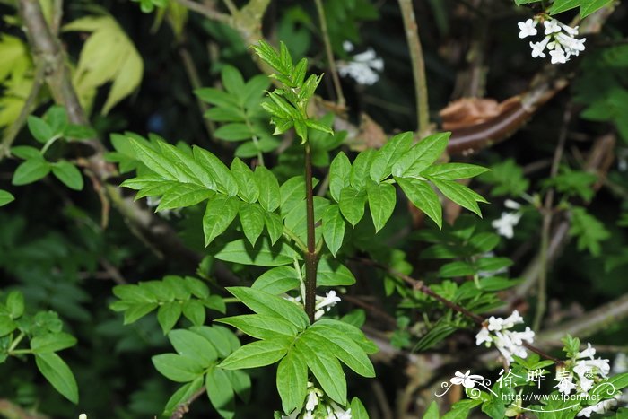 羽叶丁香Syringa pinnatifolia
