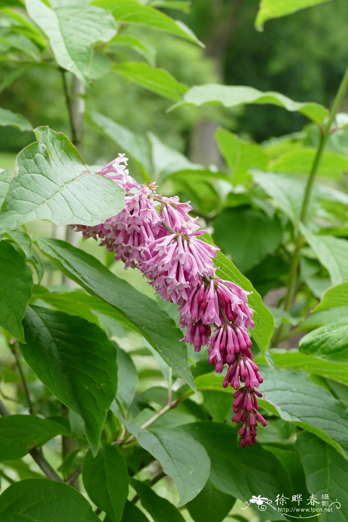 垂丝丁香Syringa reflexa