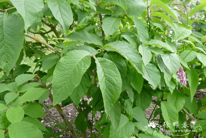 垂丝丁香Syringa reflexa