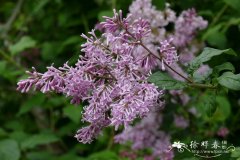 四川西蜀丁香 Syringa x swegiflexa