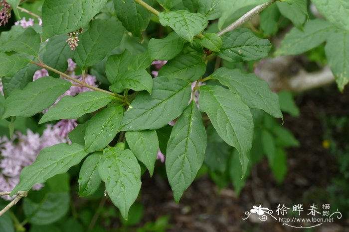 四川西蜀丁香 Syringa x swegiflexa