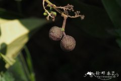 胶核藤Myxopyrum pierrei