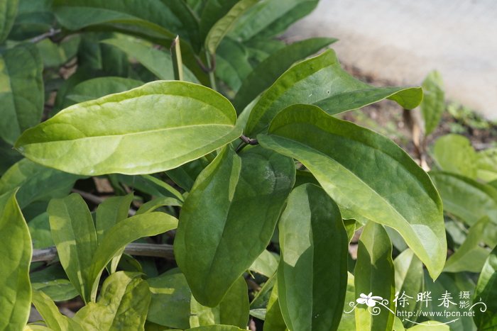胶核藤Myxopyrum pierrei