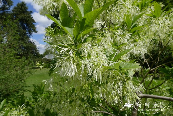 美国流苏树Chionanthus virginicus