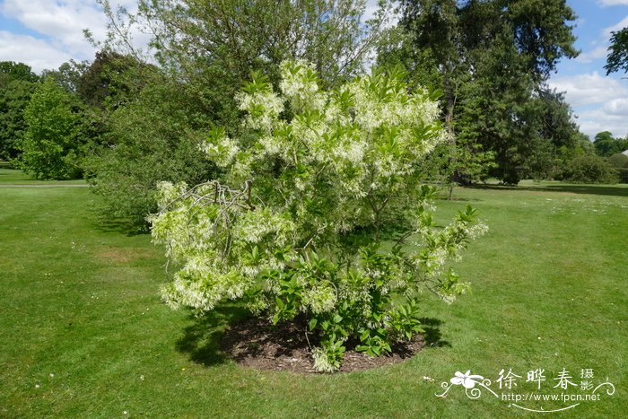 美国流苏树Chionanthus virginicus