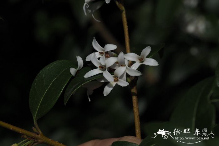 大花木犀,大花木樨Osmanthus × burkwoodii