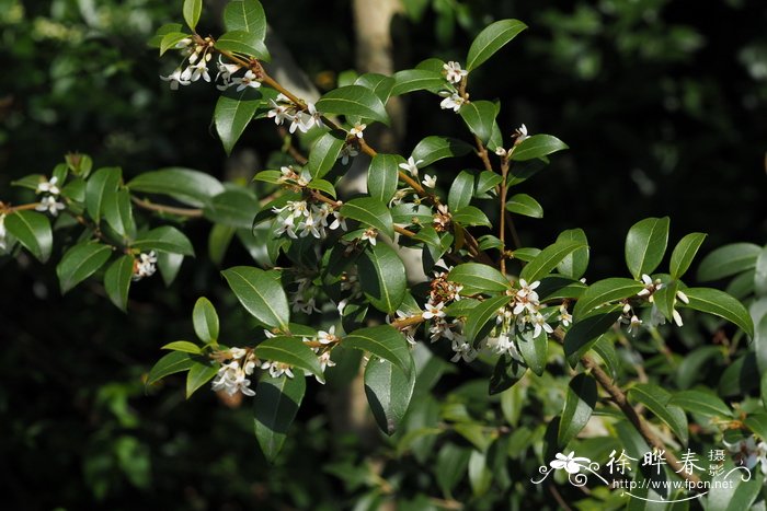 大花木犀,大花木樨Osmanthus × burkwoodii