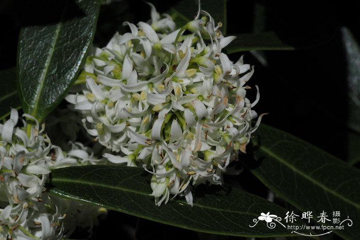 华丽木樨Osmanthus decorus