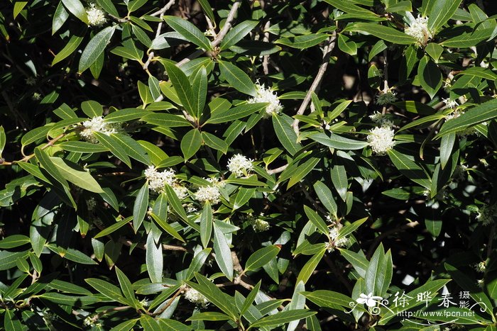 华丽木樨Osmanthus decorus