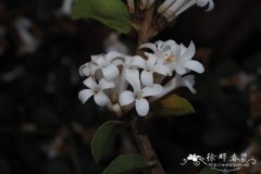 管花木樨Osmanthus delavayi