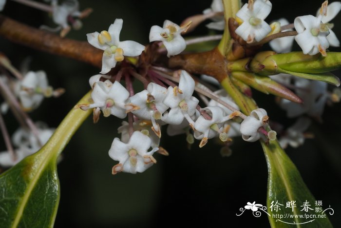 短丝木樨 Osmanthus serrulatus