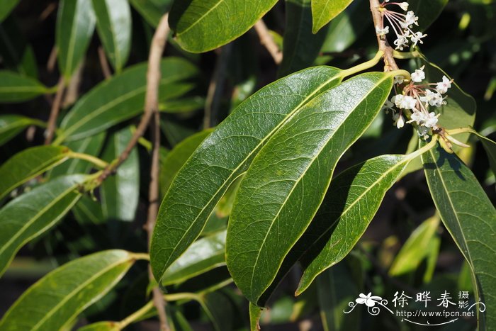 短丝木樨 Osmanthus serrulatus