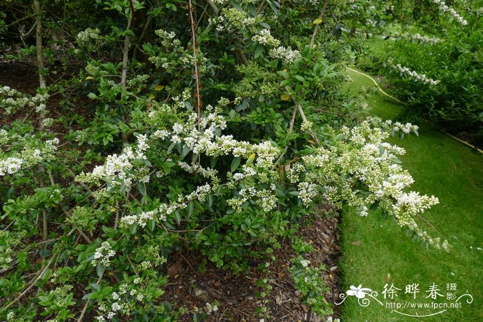 紫药女贞 Ligustrum delavayanum