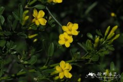 灌木素馨Jasminum fruticans