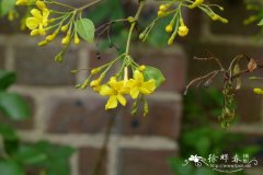 矮探春Jasminum humile