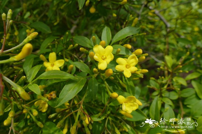 矮探春Jasminum humile