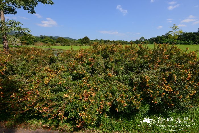 小瓣萼距花Cuphea micropetala