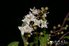 散沫花Lawsonia inermis