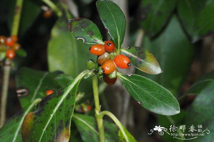 粗壮雁果Coprosma robusta