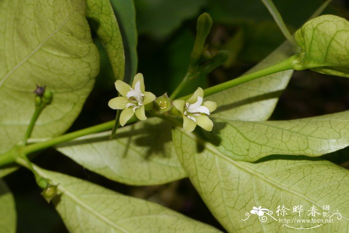 大苞垂枝茜Pouchetia baumanniana