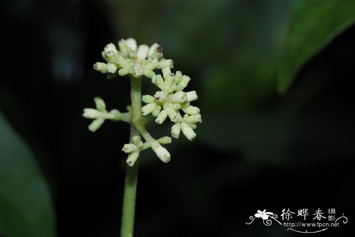 迦太基九节，拉完科九节Psychotria carthagenensis